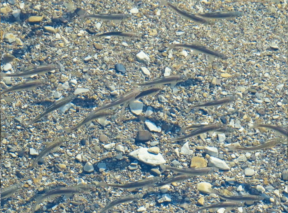 生き物観察 イメージ画像 04
