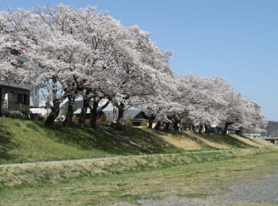 古座川桜まつり イメージ画像 01