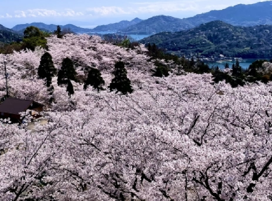 古座川桜まつり イメージ画像 03