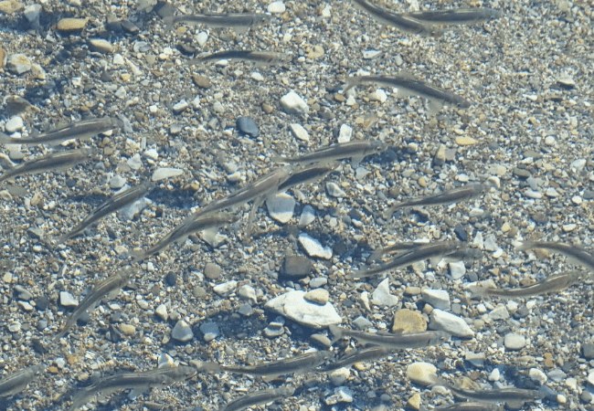 生き物観察 イメージ画像 04
