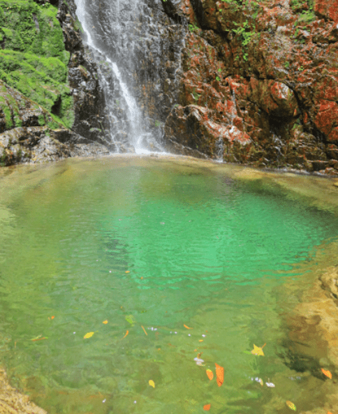 生き物観察 イメージ画像 04
